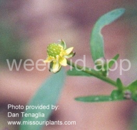 buttercup, smallflower